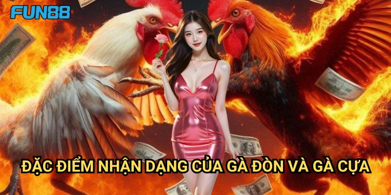 Phân biệt gà đòn và gà cựa Fun88: Hướng Dẫn Chi Tiết Cho Người Chơi 2 Đặc Điểm Nhận Dạng Của Gà Đòn Và Gà Cựa